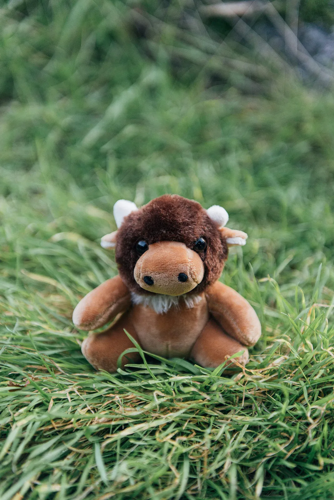 4" Mini Canned Buffalo