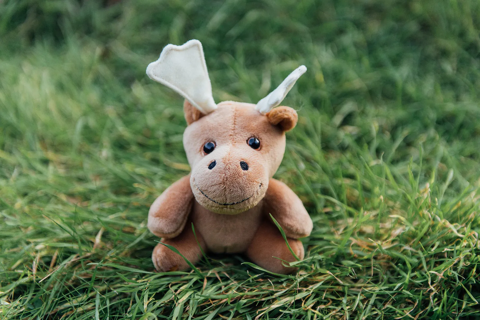 4" Mini Canned Moose