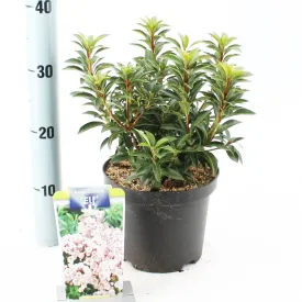 5x Kalmia latifolia Elf 19cm Pot 30cm Shrub Plant