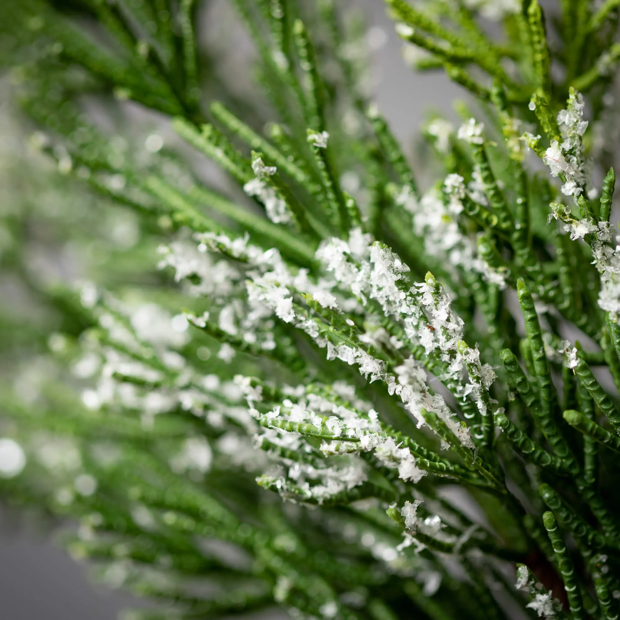 6'L Sullivans Frosted Green Cedar Garland, Green Christmas Garland