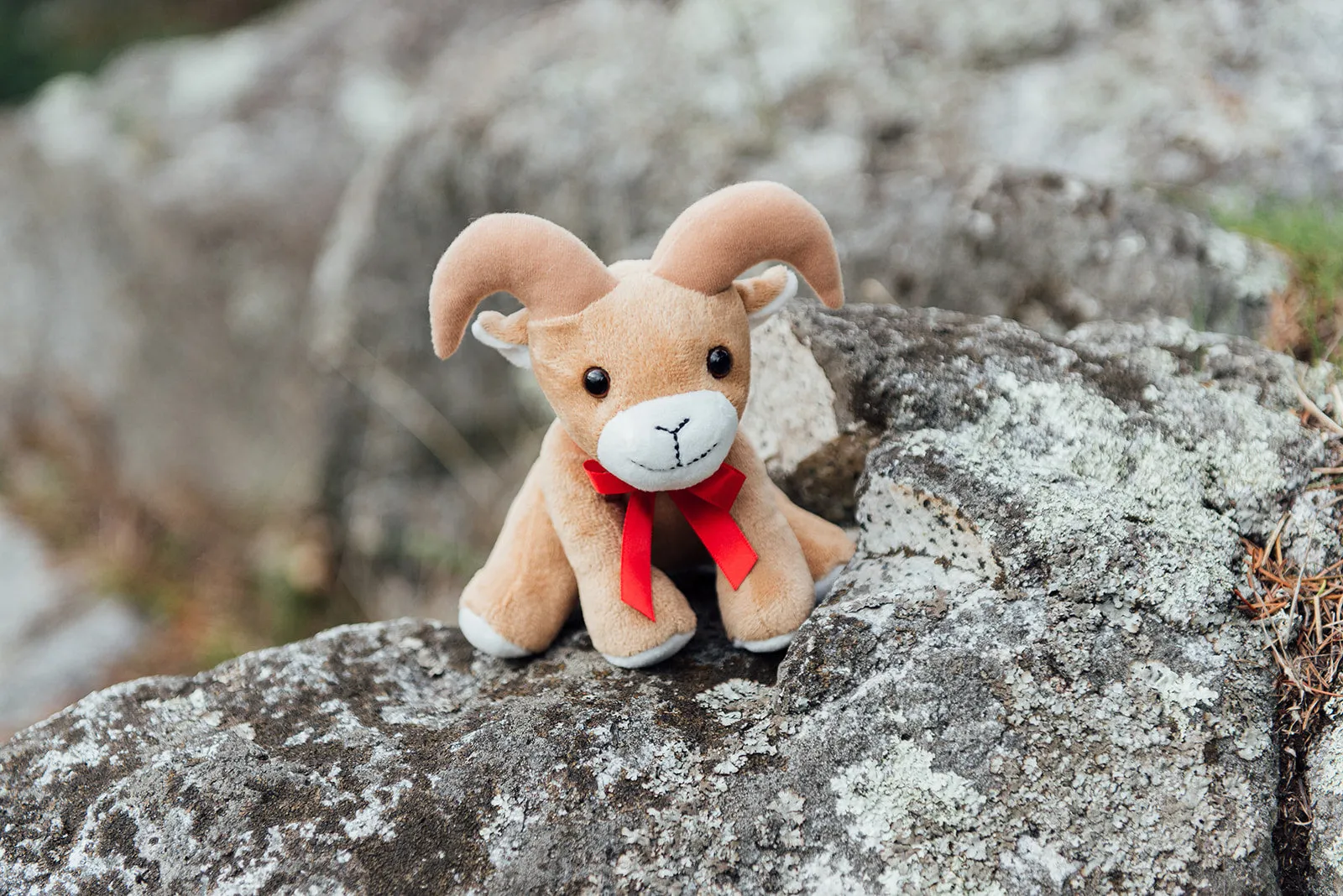 6" Canned Bighorn Sheep