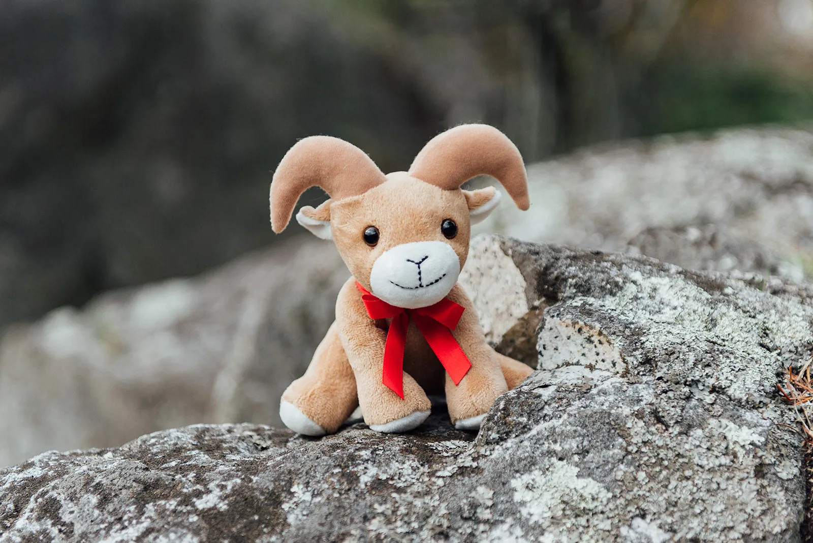 6" Canned Bighorn Sheep