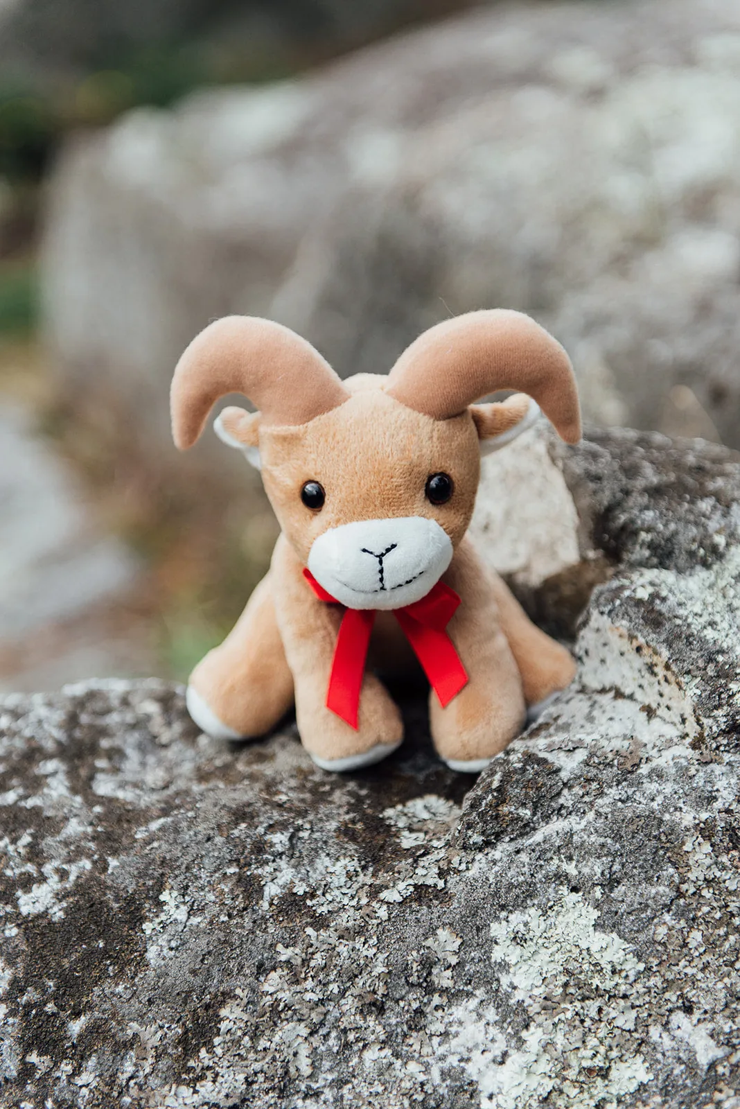 6" Canned Bighorn Sheep