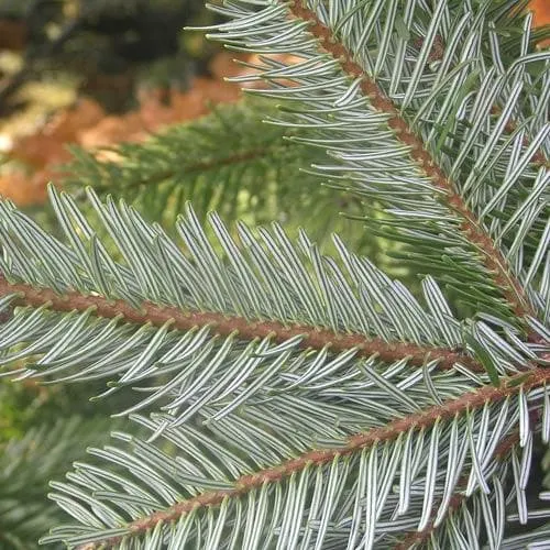 Abies nordmanniana - Nordmann Fir