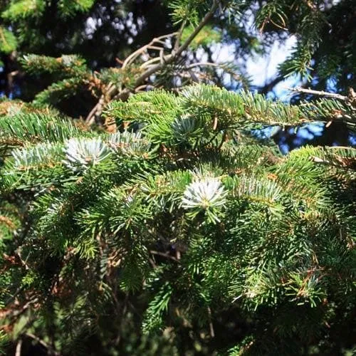 Abies nordmanniana - Nordmann Fir