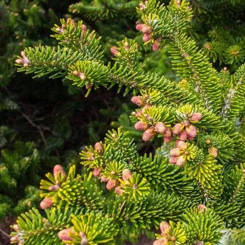 Abies nordmanniana - Nordmann Fir