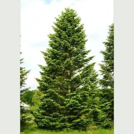 Abies nordmanniana - Nordmann Fir