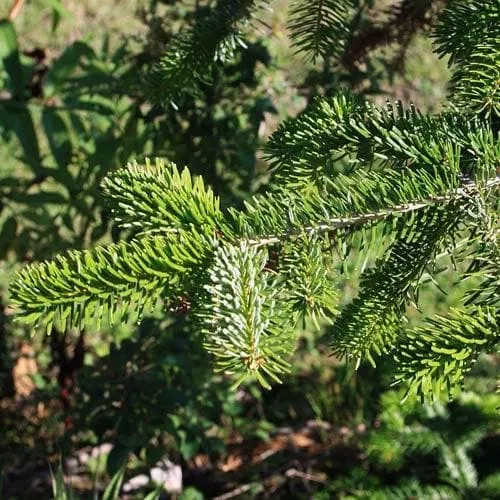Abies nordmanniana - Nordmann Fir