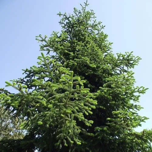 Abies nordmanniana - Nordmann Fir