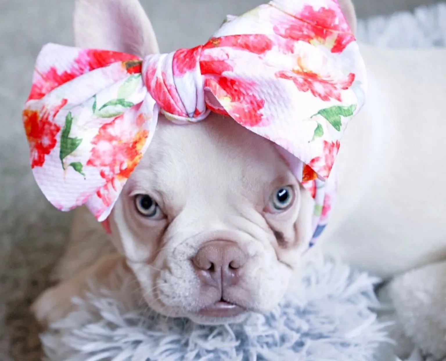 Frenchiestore Pet Head Bow | Pink Obsession