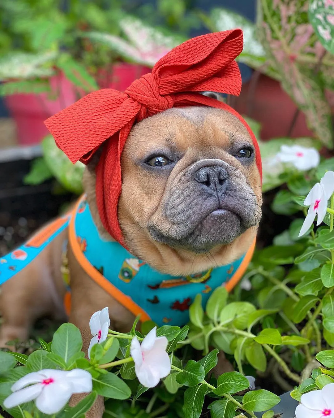 Frenchiestore Pet Head Bow | Vintage red