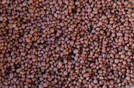 Santa Maria Pinquito Bean